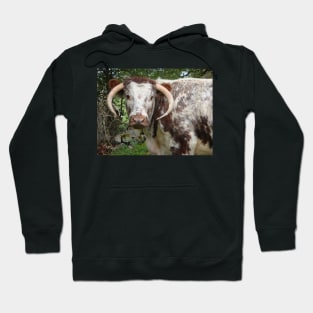 How Now Brown Cow Hoodie